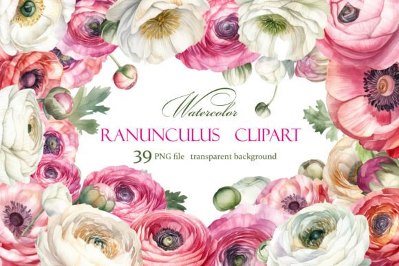 Bringing Floral Elegance to Web Design with Ranunculus Clipart, Watercolor Floral
