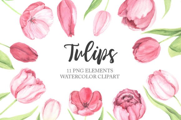 h1Watercolor Spring Pink Tulip Flowers Illustrations for Branding and Creative Projects/h1