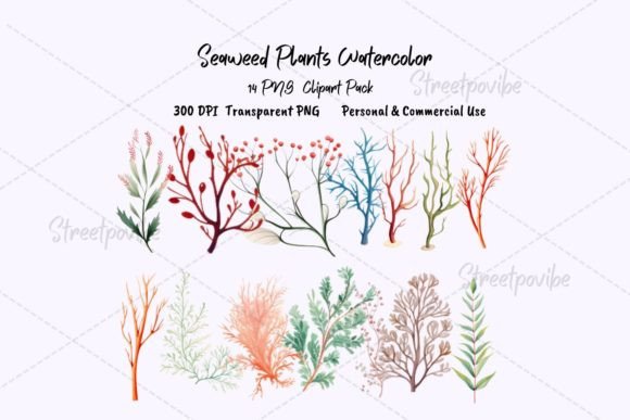 Seaweeds Plant Watercolor Clipart PNG for Branding and Design Projects