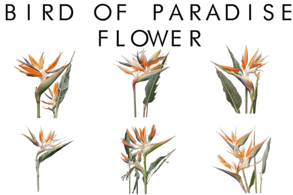 Watercolor Bird of Paradise Flower Illustrations for Modern Branding