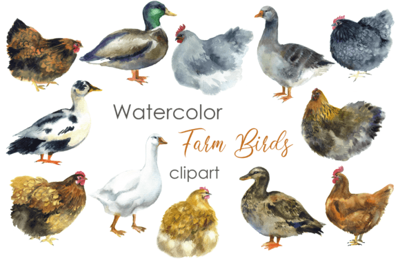 Watercolor Clipart: Farm Chickens Bird Illustrations for Editorial & Blog Design