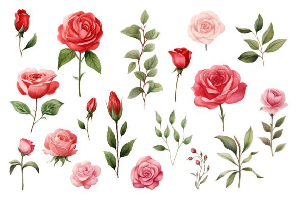 Watercolor Red Roses Flowers Illustrations Review